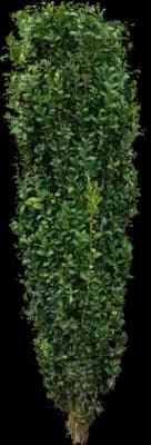 'Graham Blandy' Columnar Boxwood