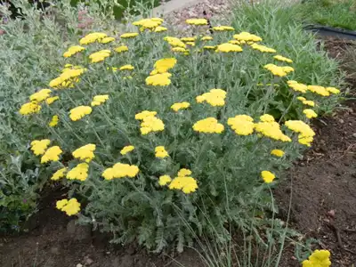 Moonshine Yarrow