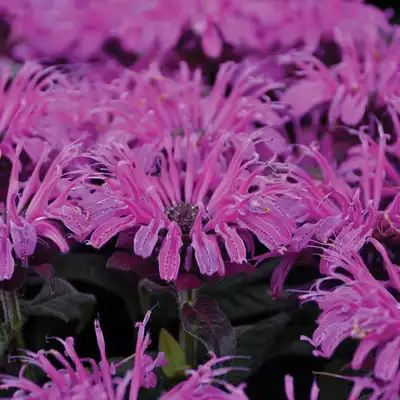 Bee Balm hybrid