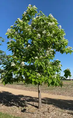 Heartland® Northern Catalpa
