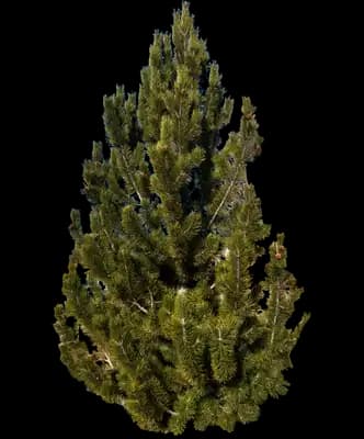 Columnar Mugo Pine