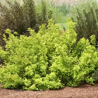 Festivus Gold® Ninebark