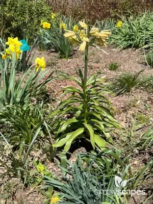 Crown imperial