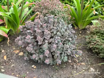 Orpine