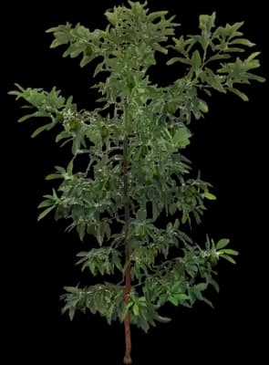 Hass Avocado Tree