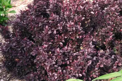 Concorde Dwarf Red-Purple Barberry