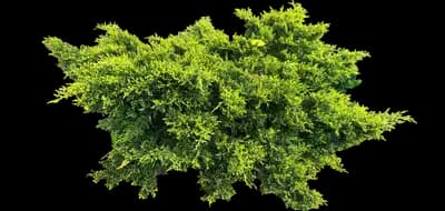 Prince of Wales Creeping Juniper