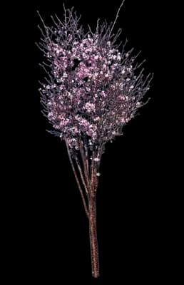 Amanogawa Flowering Cherry