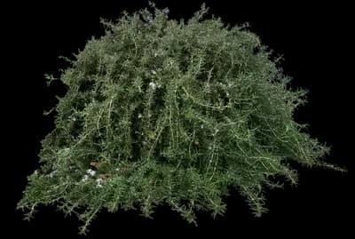 Tuscan Rosemary