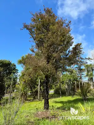 New Zealand Tea Tree
