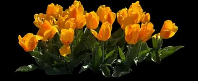 Tulip 'Yellow Fair Single Early'