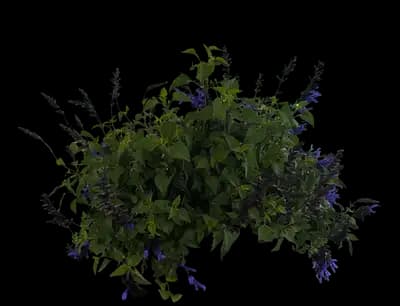 Salvia 'Purple & Bloom'