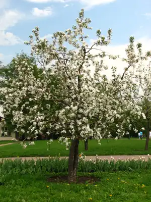 Apple Tree