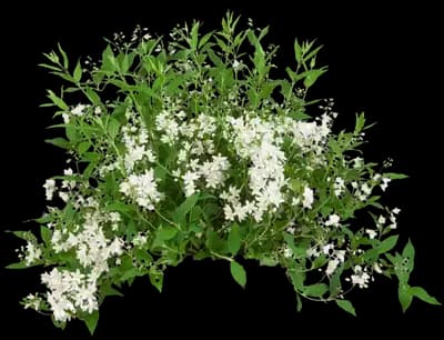 Yuki Snowflake® Deutzia