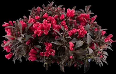 Electric Love® Weigela