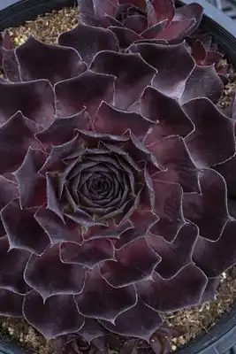 Sempervivum SUPERSEMPS® 'Onyx'