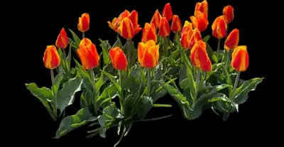 Tulip 'Flair Single Early'