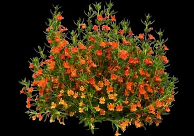 MAI TAI™ Orange Improved Mimulus Spp