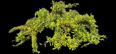 Black Sage