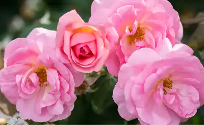 Rosa Radgor Peachy Knock Out