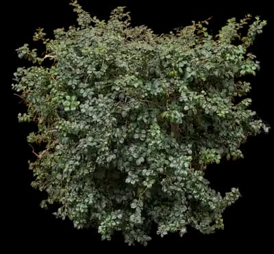 Chilean Myrtle