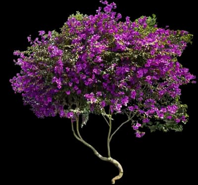 New River Purple Bougainvillea