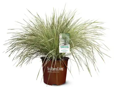 Lomandra Platinum Beauty®