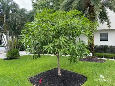 Alphonso Mango