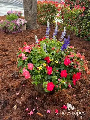 Impatiens Plants