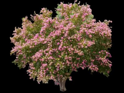Sioux Crape Myrtle