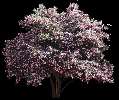 Debutante Camellia