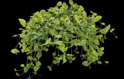 Variegated Vinca Vine