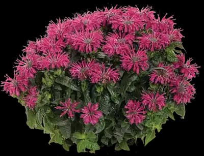 Leading Lady™ Razzberry Bee Balm