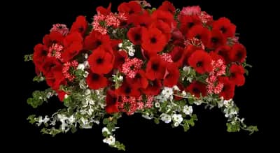 MixMasters™ Plant Combinations from Ball