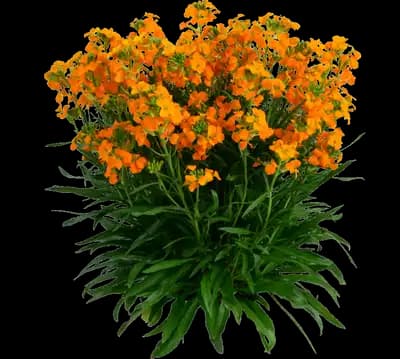 Sunstrong™ Orange Improved Erysimum hybrida