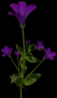 Lisianthus