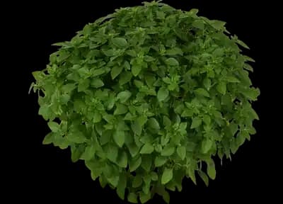 Bonsai Basil