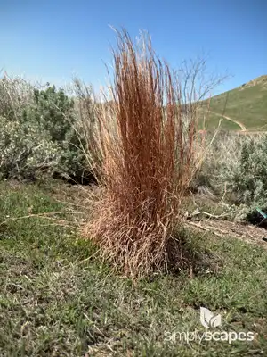 Little Bluestem Grass