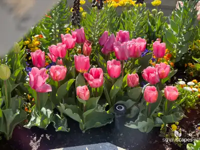 Tulip 'Big Love'