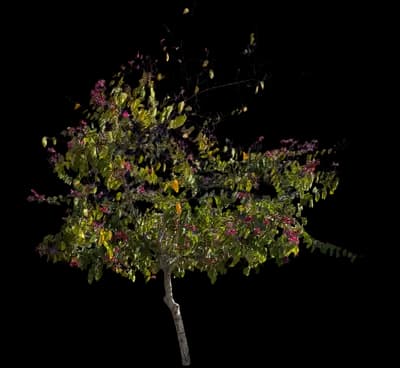 Hong Kong Orchid Tree