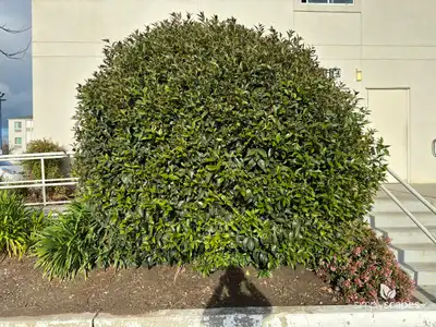 Glossy Privet