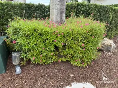 Pentas