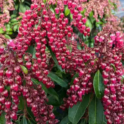 Interstella® Lily of the Valley shrub