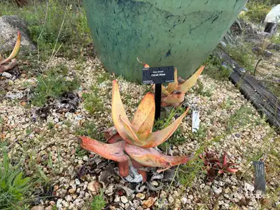 Coral Aloe