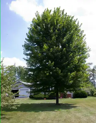Maple Tree