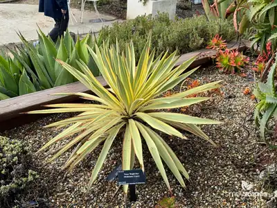 Yucca Plants