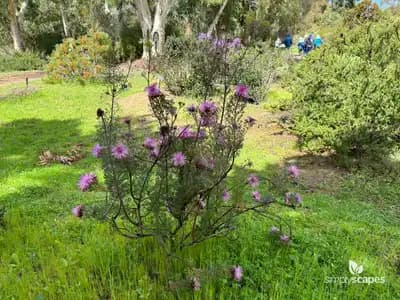 Spotted Knapweed