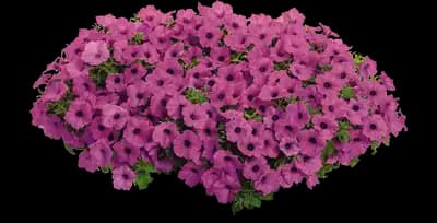 Supertunia® Vista Jazzberry Petunia