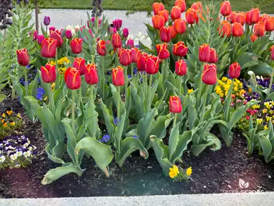 Tulip 'Flying Dragon'