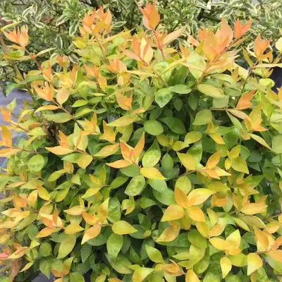 Funshine® Abelia